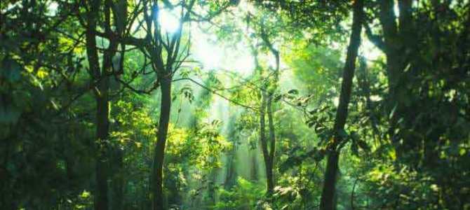 04-Mudumalai-Wildlife-Sanctuary